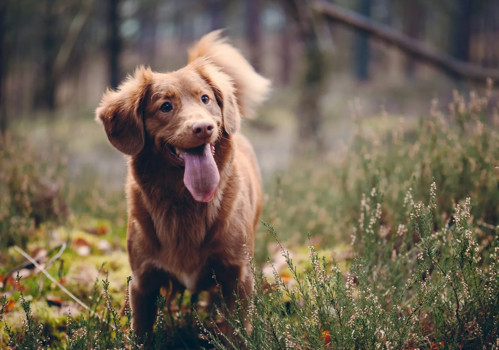 Een hond geniet van de omheinde tuin bij een houten cottage — sfeerbeeld